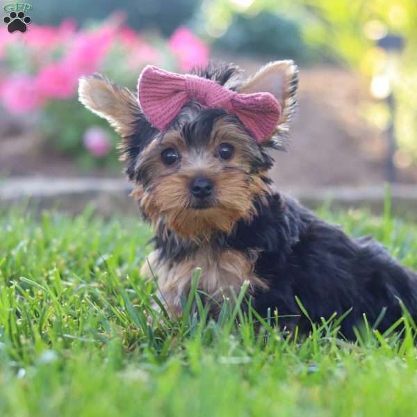 Daisy, Yorkie Puppy